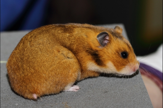 Dit zijn foto's gemaakt op de tweede N.K.V. Bokaal, gehouden op 1 december 2013. Er waren meer dan 250 knaagdieren ingeschreven. Bijzondere variaties zoals gerbil rex, gerbil schimmel, Syrische hamster wit met vleeskleurige oren en Degoes in de kleur Sandy.
