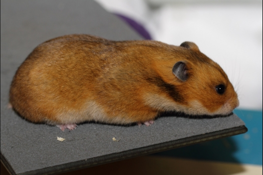 Dit zijn foto's gemaakt op de tweede N.K.V. Bokaal, gehouden op 1 december 2013. Er waren meer dan 250 knaagdieren ingeschreven. Bijzondere variaties zoals gerbil rex, gerbil schimmel, Syrische hamster wit met vleeskleurige oren en Degoes in de kleur Sandy.
