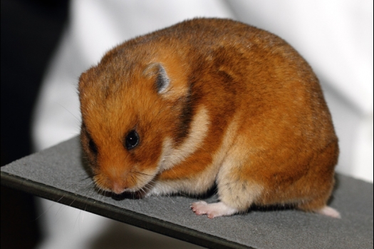 Dit zijn foto's gemaakt op de tweede N.K.V. Bokaal, gehouden op 1 december 2013. Er waren meer dan 250 knaagdieren ingeschreven. Bijzondere variaties zoals gerbil rex, gerbil schimmel, Syrische hamster wit met vleeskleurige oren en Degoes in de kleur Sandy.
