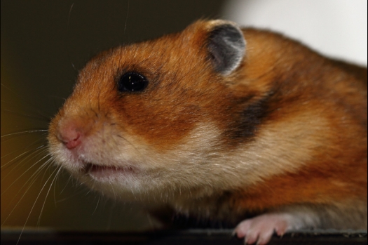 Dit zijn foto's gemaakt op de tweede N.K.V. Bokaal, gehouden op 1 december 2013. Er waren meer dan 250 knaagdieren ingeschreven. Bijzondere variaties zoals gerbil rex, gerbil schimmel, Syrische hamster wit met vleeskleurige oren en Degoes in de kleur Sandy.
