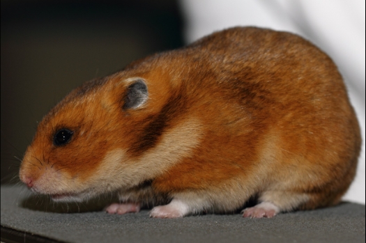 Dit zijn foto's gemaakt op de tweede N.K.V. Bokaal, gehouden op 1 december 2013. Er waren meer dan 250 knaagdieren ingeschreven. Bijzondere variaties zoals gerbil rex, gerbil schimmel, Syrische hamster wit met vleeskleurige oren en Degoes in de kleur Sandy.
