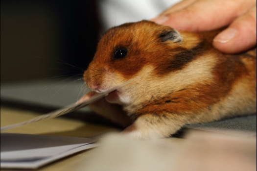 Dit zijn foto's gemaakt op de tweede N.K.V. Bokaal, gehouden op 1 december 2013. Er waren meer dan 250 knaagdieren ingeschreven. Bijzondere variaties zoals gerbil rex, gerbil schimmel, Syrische hamster wit met vleeskleurige oren en Degoes in de kleur Sandy.
