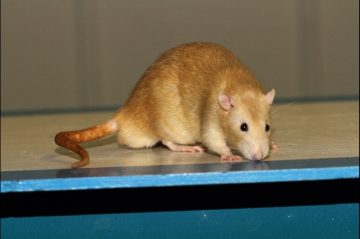 Dit zijn foto's gemaakt op de tweede N.K.V. Bokaal, gehouden op 1 december 2013. Er waren meer dan 250 knaagdieren ingeschreven. Bijzondere variaties zoals gerbil rex, gerbil schimmel, Syrische hamster wit met vleeskleurige oren en Degoes in de kleur Sandy.
