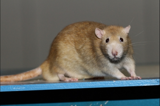 Dit zijn foto's gemaakt op de tweede N.K.V. Bokaal, gehouden op 1 december 2013. Er waren meer dan 250 knaagdieren ingeschreven. Bijzondere variaties zoals gerbil rex, gerbil schimmel, Syrische hamster wit met vleeskleurige oren en Degoes in de kleur Sandy.
