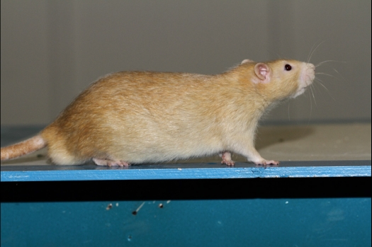 Dit zijn foto's gemaakt op de tweede N.K.V. Bokaal, gehouden op 1 december 2013. Er waren meer dan 250 knaagdieren ingeschreven. Bijzondere variaties zoals gerbil rex, gerbil schimmel, Syrische hamster wit met vleeskleurige oren en Degoes in de kleur Sandy.
