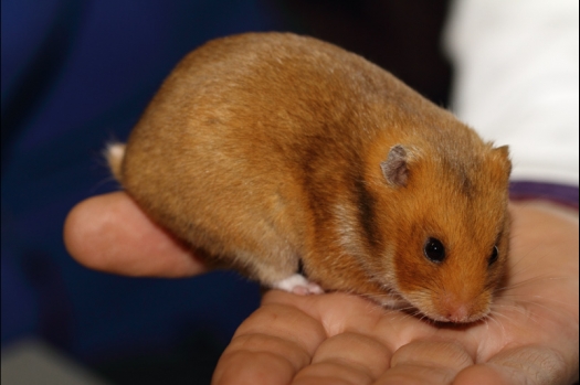 Dit zijn foto's gemaakt op de tweede N.K.V. Bokaal, gehouden op 1 december 2013. Er waren meer dan 250 knaagdieren ingeschreven. Bijzondere variaties zoals gerbil rex, gerbil schimmel, Syrische hamster wit met vleeskleurige oren en Degoes in de kleur Sandy.
