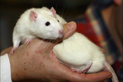 Dit zijn foto's gemaakt op de tweede N.K.V. Bokaal, gehouden op 1 december 2013. Er waren meer dan 250 knaagdieren ingeschreven. Bijzondere variaties zoals gerbil rex, gerbil schimmel, Syrische hamster wit met vleeskleurige oren en Degoes in de kleur Sandy.
