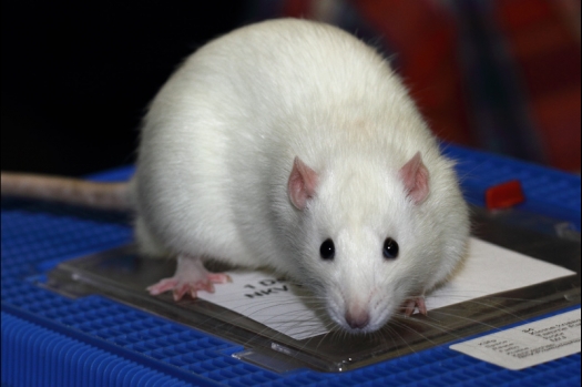 Dit zijn foto's gemaakt op de tweede N.K.V. Bokaal, gehouden op 1 december 2013. Er waren meer dan 250 knaagdieren ingeschreven. Bijzondere variaties zoals gerbil rex, gerbil schimmel, Syrische hamster wit met vleeskleurige oren en Degoes in de kleur Sandy.
