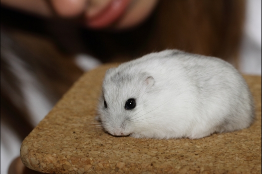 Dit zijn foto's gemaakt op de tweede N.K.V. Bokaal, gehouden op 1 december 2013. Er waren meer dan 250 knaagdieren ingeschreven. Bijzondere variaties zoals gerbil rex, gerbil schimmel, Syrische hamster wit met vleeskleurige oren en Degoes in de kleur Sandy.
