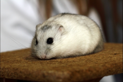 Dit zijn foto's gemaakt op de tweede N.K.V. Bokaal, gehouden op 1 december 2013. Er waren meer dan 250 knaagdieren ingeschreven. Bijzondere variaties zoals gerbil rex, gerbil schimmel, Syrische hamster wit met vleeskleurige oren en Degoes in de kleur Sandy.
