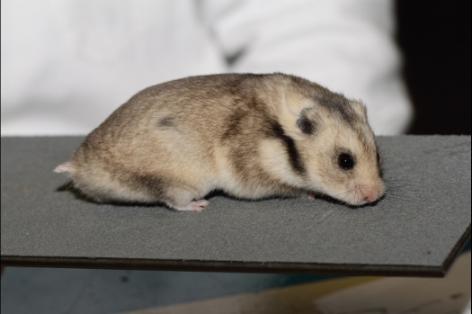 Dit zijn foto's gemaakt op de tweede N.K.V. Bokaal, gehouden op 1 december 2013. Er waren meer dan 250 knaagdieren ingeschreven. Bijzondere variaties zoals gerbil rex, gerbil schimmel, Syrische hamster wit met vleeskleurige oren en Degoes in de kleur Sandy.
