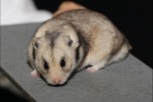 Dit zijn foto's gemaakt op de tweede N.K.V. Bokaal, gehouden op 1 december 2013. Er waren meer dan 250 knaagdieren ingeschreven. Bijzondere variaties zoals gerbil rex, gerbil schimmel, Syrische hamster wit met vleeskleurige oren en Degoes in de kleur Sandy.
