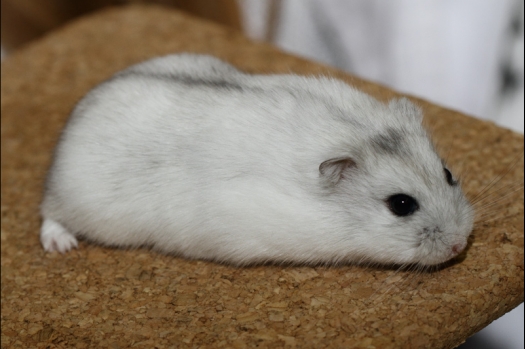 Dit zijn foto's gemaakt op de tweede N.K.V. Bokaal, gehouden op 1 december 2013. Er waren meer dan 250 knaagdieren ingeschreven. Bijzondere variaties zoals gerbil rex, gerbil schimmel, Syrische hamster wit met vleeskleurige oren en Degoes in de kleur Sandy.
