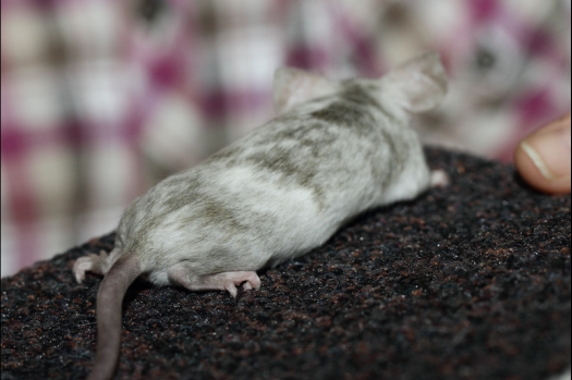 Dit zijn foto's gemaakt op de tweede N.K.V. Bokaal, gehouden op 1 december 2013. Er waren meer dan 250 knaagdieren ingeschreven. Bijzondere variaties zoals gerbil rex, gerbil schimmel, Syrische hamster wit met vleeskleurige oren en Degoes in de kleur Sandy.
