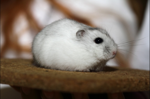 Dit zijn foto's gemaakt op de tweede N.K.V. Bokaal, gehouden op 1 december 2013. Er waren meer dan 250 knaagdieren ingeschreven. Bijzondere variaties zoals gerbil rex, gerbil schimmel, Syrische hamster wit met vleeskleurige oren en Degoes in de kleur Sandy.
