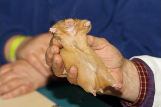 Dit zijn foto's gemaakt op de tweede N.K.V. Bokaal, gehouden op 1 december 2013. Er waren meer dan 250 knaagdieren ingeschreven. Bijzondere variaties zoals gerbil rex, gerbil schimmel, Syrische hamster wit met vleeskleurige oren en Degoes in de kleur Sandy.
