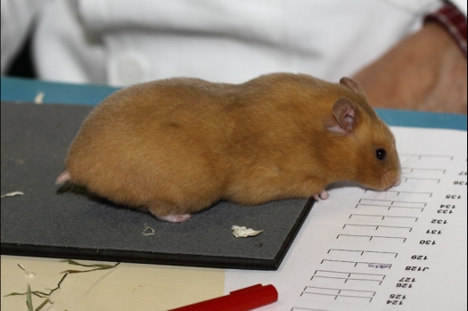 Dit zijn foto's gemaakt op de tweede N.K.V. Bokaal, gehouden op 1 december 2013. Er waren meer dan 250 knaagdieren ingeschreven. Bijzondere variaties zoals gerbil rex, gerbil schimmel, Syrische hamster wit met vleeskleurige oren en Degoes in de kleur Sandy.
