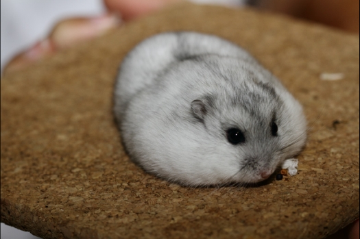 Dit zijn foto's gemaakt op de tweede N.K.V. Bokaal, gehouden op 1 december 2013. Er waren meer dan 250 knaagdieren ingeschreven. Bijzondere variaties zoals gerbil rex, gerbil schimmel, Syrische hamster wit met vleeskleurige oren en Degoes in de kleur Sandy.
