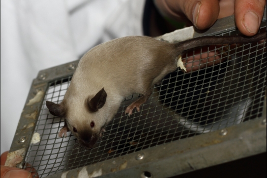 Dit zijn foto's gemaakt op de tweede N.K.V. Bokaal, gehouden op 1 december 2013. Er waren meer dan 250 knaagdieren ingeschreven. Bijzondere variaties zoals gerbil rex, gerbil schimmel, Syrische hamster wit met vleeskleurige oren en Degoes in de kleur Sandy.
