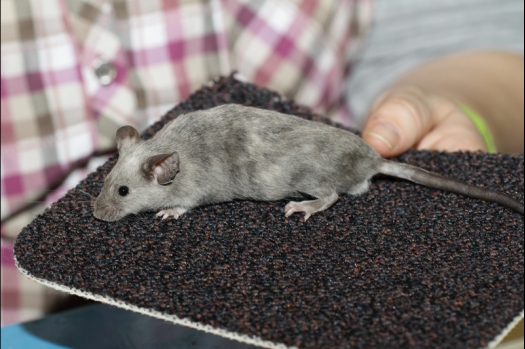 Dit zijn foto's gemaakt op de tweede N.K.V. Bokaal, gehouden op 1 december 2013. Er waren meer dan 250 knaagdieren ingeschreven. Bijzondere variaties zoals gerbil rex, gerbil schimmel, Syrische hamster wit met vleeskleurige oren en Degoes in de kleur Sandy.
