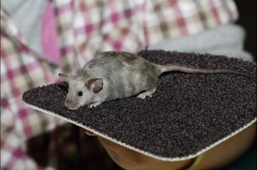 Dit zijn foto's gemaakt op de tweede N.K.V. Bokaal, gehouden op 1 december 2013. Er waren meer dan 250 knaagdieren ingeschreven. Bijzondere variaties zoals gerbil rex, gerbil schimmel, Syrische hamster wit met vleeskleurige oren en Degoes in de kleur Sandy.
