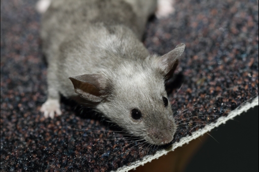 Dit zijn foto's gemaakt op de tweede N.K.V. Bokaal, gehouden op 1 december 2013. Er waren meer dan 250 knaagdieren ingeschreven. Bijzondere variaties zoals gerbil rex, gerbil schimmel, Syrische hamster wit met vleeskleurige oren en Degoes in de kleur Sandy.
