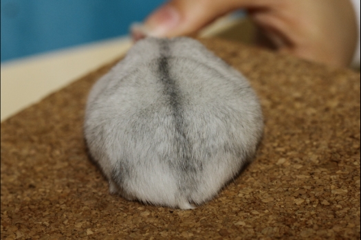 Dit zijn foto's gemaakt op de tweede N.K.V. Bokaal, gehouden op 1 december 2013. Er waren meer dan 250 knaagdieren ingeschreven. Bijzondere variaties zoals gerbil rex, gerbil schimmel, Syrische hamster wit met vleeskleurige oren en Degoes in de kleur Sandy.
