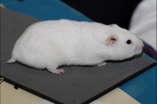 Dit zijn foto's gemaakt op de tweede N.K.V. Bokaal, gehouden op 1 december 2013. Er waren meer dan 250 knaagdieren ingeschreven. Bijzondere variaties zoals gerbil rex, gerbil schimmel, Syrische hamster wit met vleeskleurige oren en Degoes in de kleur Sandy.
