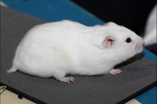 Dit zijn foto's gemaakt op de tweede N.K.V. Bokaal, gehouden op 1 december 2013. Er waren meer dan 250 knaagdieren ingeschreven. Bijzondere variaties zoals gerbil rex, gerbil schimmel, Syrische hamster wit met vleeskleurige oren en Degoes in de kleur Sandy.
