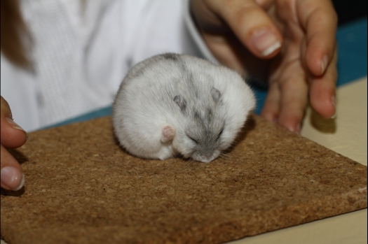 Dit zijn foto's gemaakt op de tweede N.K.V. Bokaal, gehouden op 1 december 2013. Er waren meer dan 250 knaagdieren ingeschreven. Bijzondere variaties zoals gerbil rex, gerbil schimmel, Syrische hamster wit met vleeskleurige oren en Degoes in de kleur Sandy.
