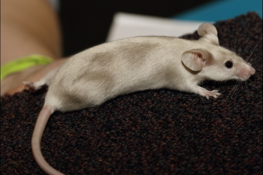 Dit zijn foto's gemaakt op de tweede N.K.V. Bokaal, gehouden op 1 december 2013. Er waren meer dan 250 knaagdieren ingeschreven. Bijzondere variaties zoals gerbil rex, gerbil schimmel, Syrische hamster wit met vleeskleurige oren en Degoes in de kleur Sandy.
