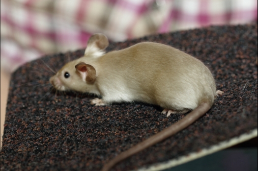 Dit zijn foto's gemaakt op de tweede N.K.V. Bokaal, gehouden op 1 december 2013. Er waren meer dan 250 knaagdieren ingeschreven. Bijzondere variaties zoals gerbil rex, gerbil schimmel, Syrische hamster wit met vleeskleurige oren en Degoes in de kleur Sandy.
