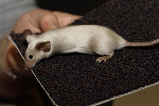 Dit zijn foto's gemaakt op de tweede N.K.V. Bokaal, gehouden op 1 december 2013. Er waren meer dan 250 knaagdieren ingeschreven. Bijzondere variaties zoals gerbil rex, gerbil schimmel, Syrische hamster wit met vleeskleurige oren en Degoes in de kleur Sandy.
