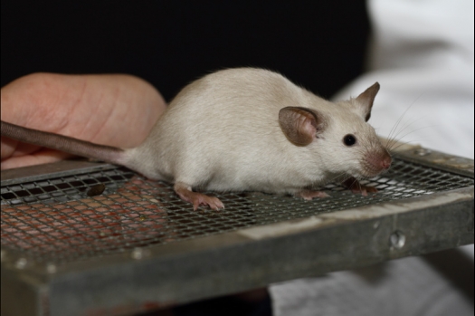 Dit zijn foto's gemaakt op de tweede N.K.V. Bokaal, gehouden op 1 december 2013. Er waren meer dan 250 knaagdieren ingeschreven. Bijzondere variaties zoals gerbil rex, gerbil schimmel, Syrische hamster wit met vleeskleurige oren en Degoes in de kleur Sandy.
