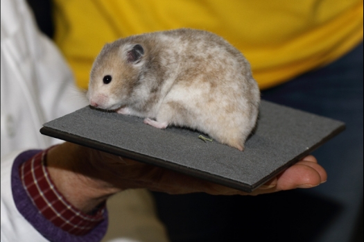 Dit zijn foto's gemaakt op de tweede N.K.V. Bokaal, gehouden op 1 december 2013. Er waren meer dan 250 knaagdieren ingeschreven. Bijzondere variaties zoals gerbil rex, gerbil schimmel, Syrische hamster wit met vleeskleurige oren en Degoes in de kleur Sandy.
