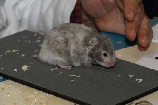 Dit zijn foto's gemaakt op de tweede N.K.V. Bokaal, gehouden op 1 december 2013. Er waren meer dan 250 knaagdieren ingeschreven. Bijzondere variaties zoals gerbil rex, gerbil schimmel, Syrische hamster wit met vleeskleurige oren en Degoes in de kleur Sandy.
