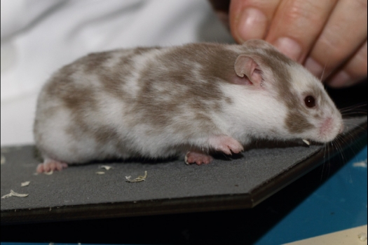 Dit zijn foto's gemaakt op de tweede N.K.V. Bokaal, gehouden op 1 december 2013. Er waren meer dan 250 knaagdieren ingeschreven. Bijzondere variaties zoals gerbil rex, gerbil schimmel, Syrische hamster wit met vleeskleurige oren en Degoes in de kleur Sandy.
