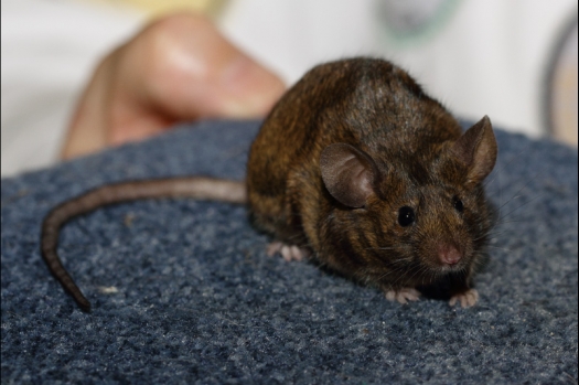 Dit zijn foto's gemaakt op de tweede N.K.V. Bokaal, gehouden op 1 december 2013. Er waren meer dan 250 knaagdieren ingeschreven. Bijzondere variaties zoals gerbil rex, gerbil schimmel, Syrische hamster wit met vleeskleurige oren en Degoes in de kleur Sandy.
