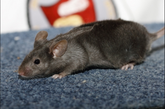 Dit zijn foto's gemaakt op de tweede N.K.V. Bokaal, gehouden op 1 december 2013. Er waren meer dan 250 knaagdieren ingeschreven. Bijzondere variaties zoals gerbil rex, gerbil schimmel, Syrische hamster wit met vleeskleurige oren en Degoes in de kleur Sandy.
