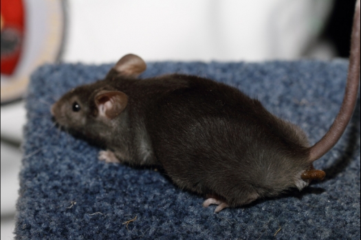 Dit zijn foto's gemaakt op de tweede N.K.V. Bokaal, gehouden op 1 december 2013. Er waren meer dan 250 knaagdieren ingeschreven. Bijzondere variaties zoals gerbil rex, gerbil schimmel, Syrische hamster wit met vleeskleurige oren en Degoes in de kleur Sandy.
