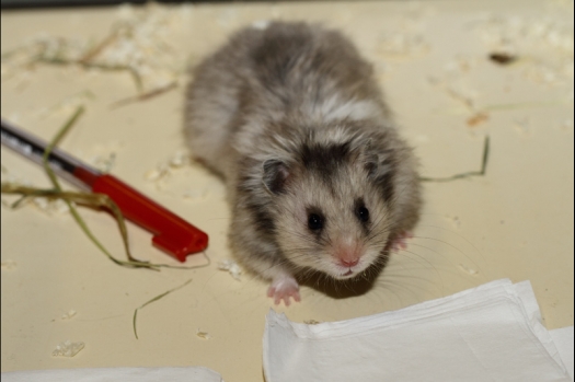 Dit zijn foto's gemaakt op de tweede N.K.V. Bokaal, gehouden op 1 december 2013. Er waren meer dan 250 knaagdieren ingeschreven. Bijzondere variaties zoals gerbil rex, gerbil schimmel, Syrische hamster wit met vleeskleurige oren en Degoes in de kleur Sandy.
