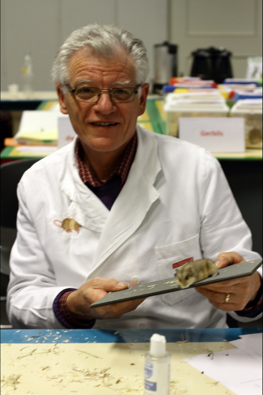 Dit zijn foto's gemaakt op de tweede N.K.V. Bokaal, gehouden op 1 december 2013. Er waren meer dan 250 knaagdieren ingeschreven. Bijzondere variaties zoals gerbil rex, gerbil schimmel, Syrische hamster wit met vleeskleurige oren en Degoes in de kleur Sandy.
