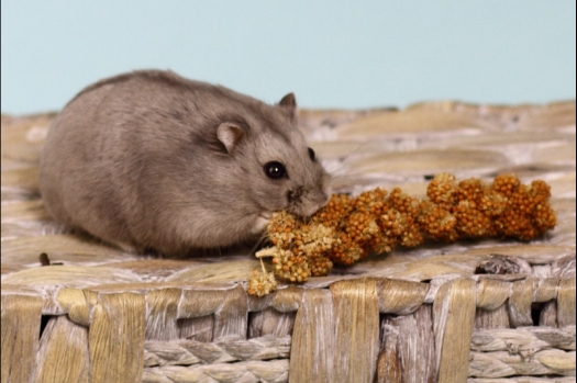 Dit zijn foto's gemaakt op de tweede N.K.V. Bokaal, gehouden op 1 december 2013. Er waren meer dan 250 knaagdieren ingeschreven. Bijzondere variaties zoals gerbil rex, gerbil schimmel, Syrische hamster wit met vleeskleurige oren en Degoes in de kleur Sandy.
