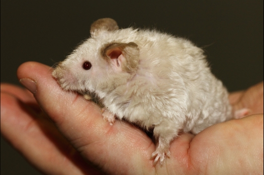 Dit zijn foto's gemaakt op de tweede N.K.V. Bokaal, gehouden op 1 december 2013. Er waren meer dan 250 knaagdieren ingeschreven. Bijzondere variaties zoals gerbil rex, gerbil schimmel, Syrische hamster wit met vleeskleurige oren en Degoes in de kleur Sandy.
