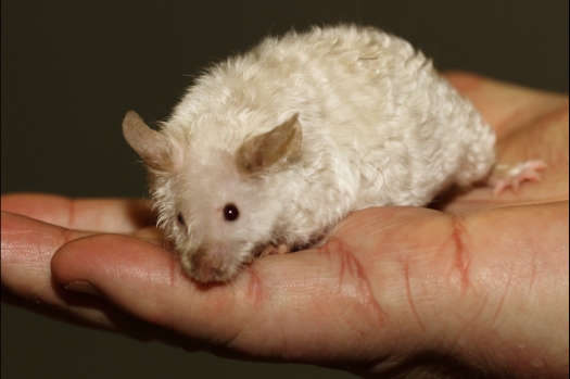 Dit zijn foto's gemaakt op de tweede N.K.V. Bokaal, gehouden op 1 december 2013. Er waren meer dan 250 knaagdieren ingeschreven. Bijzondere variaties zoals gerbil rex, gerbil schimmel, Syrische hamster wit met vleeskleurige oren en Degoes in de kleur Sandy.
