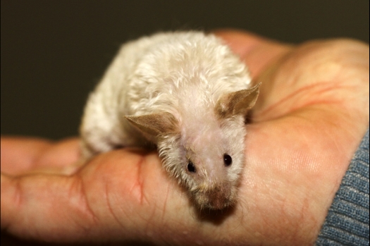 Dit zijn foto's gemaakt op de tweede N.K.V. Bokaal, gehouden op 1 december 2013. Er waren meer dan 250 knaagdieren ingeschreven. Bijzondere variaties zoals gerbil rex, gerbil schimmel, Syrische hamster wit met vleeskleurige oren en Degoes in de kleur Sandy.
