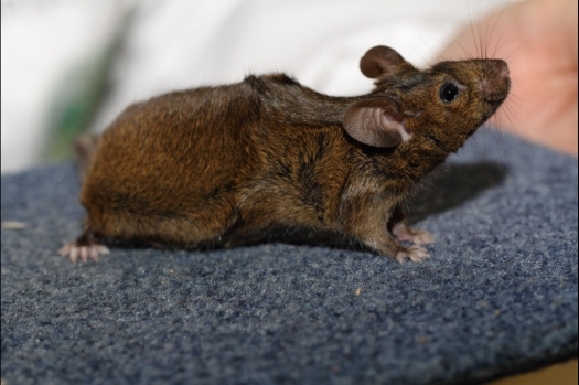 Dit zijn foto's gemaakt op de tweede N.K.V. Bokaal, gehouden op 1 december 2013. Er waren meer dan 250 knaagdieren ingeschreven. Bijzondere variaties zoals gerbil rex, gerbil schimmel, Syrische hamster wit met vleeskleurige oren en Degoes in de kleur Sandy.
