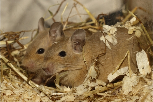 Dit zijn foto's gemaakt op de tweede N.K.V. Bokaal, gehouden op 1 december 2013. Er waren meer dan 250 knaagdieren ingeschreven. Bijzondere variaties zoals gerbil rex, gerbil schimmel, Syrische hamster wit met vleeskleurige oren en Degoes in de kleur Sandy.
