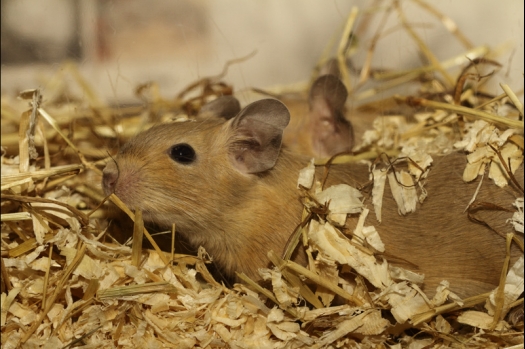 Dit zijn foto's gemaakt op de tweede N.K.V. Bokaal, gehouden op 1 december 2013. Er waren meer dan 250 knaagdieren ingeschreven. Bijzondere variaties zoals gerbil rex, gerbil schimmel, Syrische hamster wit met vleeskleurige oren en Degoes in de kleur Sandy.
