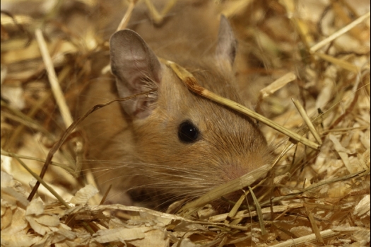 Dit zijn foto's gemaakt op de tweede N.K.V. Bokaal, gehouden op 1 december 2013. Er waren meer dan 250 knaagdieren ingeschreven. Bijzondere variaties zoals gerbil rex, gerbil schimmel, Syrische hamster wit met vleeskleurige oren en Degoes in de kleur Sandy.
